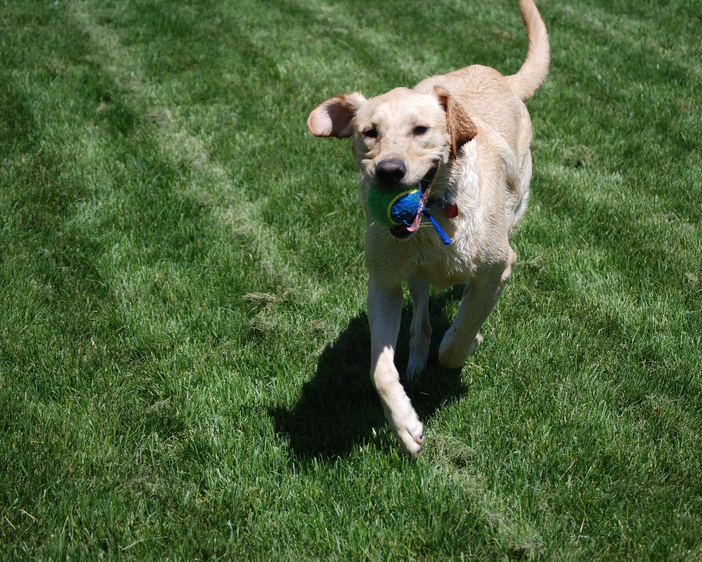 labrador retriever playing fetch