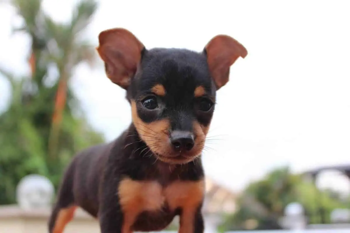 Miniatur Pinscher