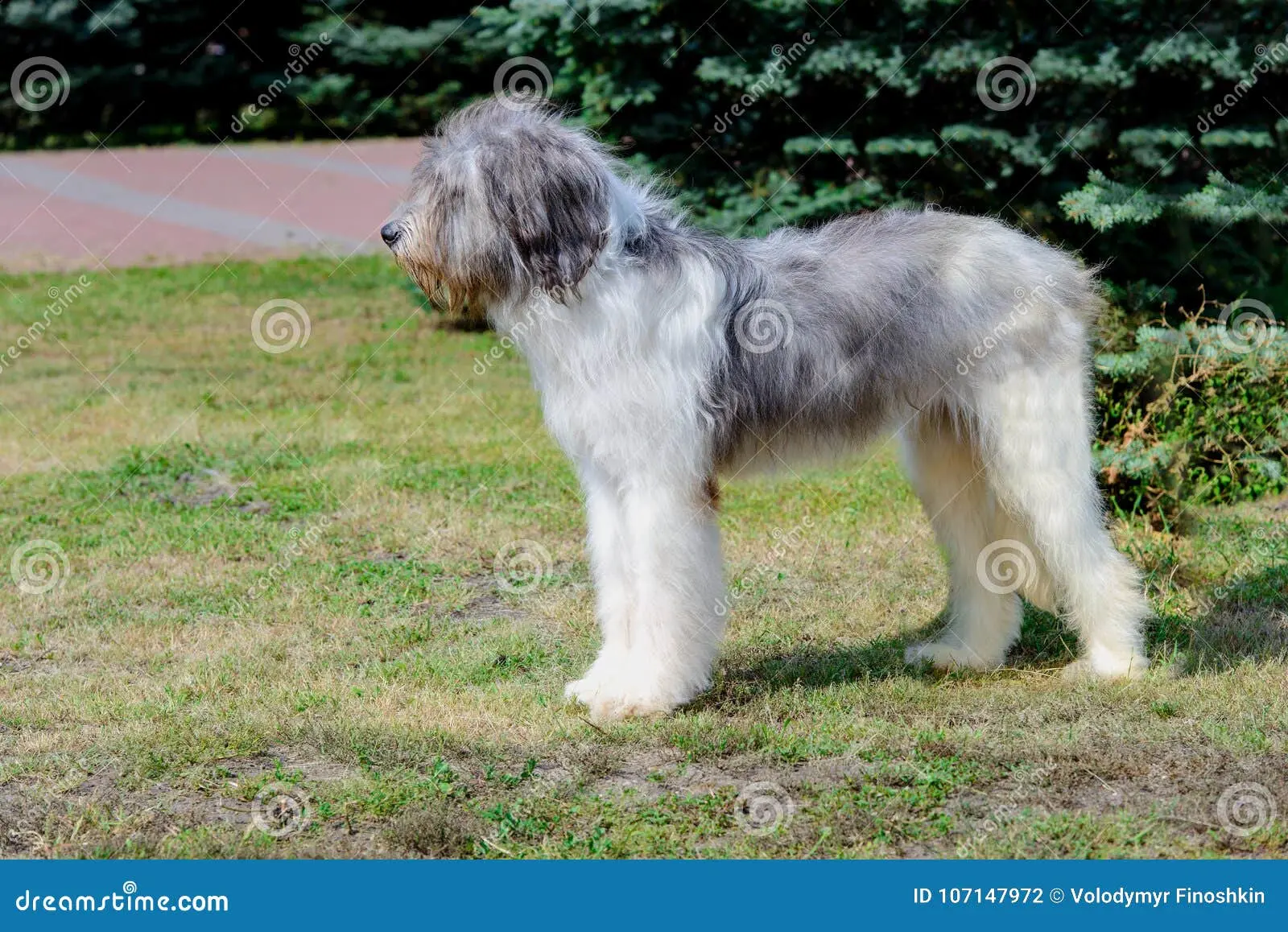 Mioritic Shepherd Dog