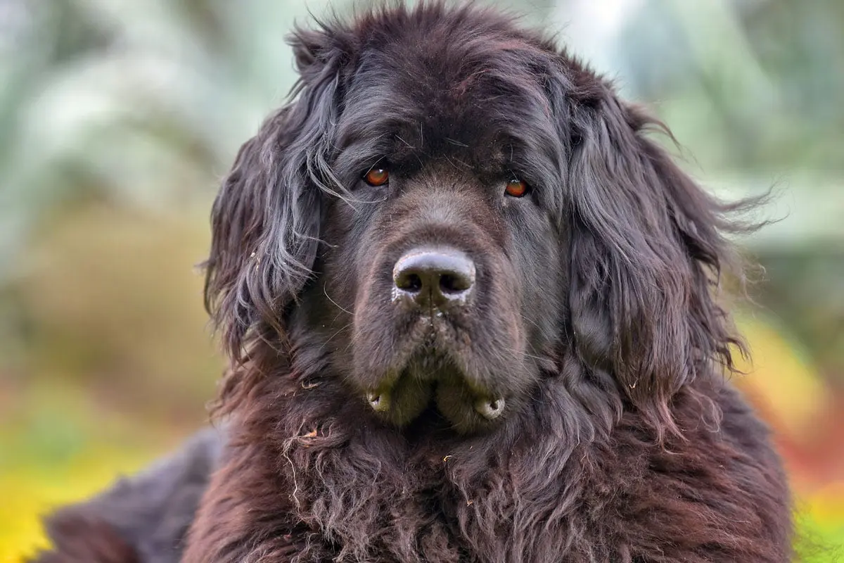 Neufundländer Hund