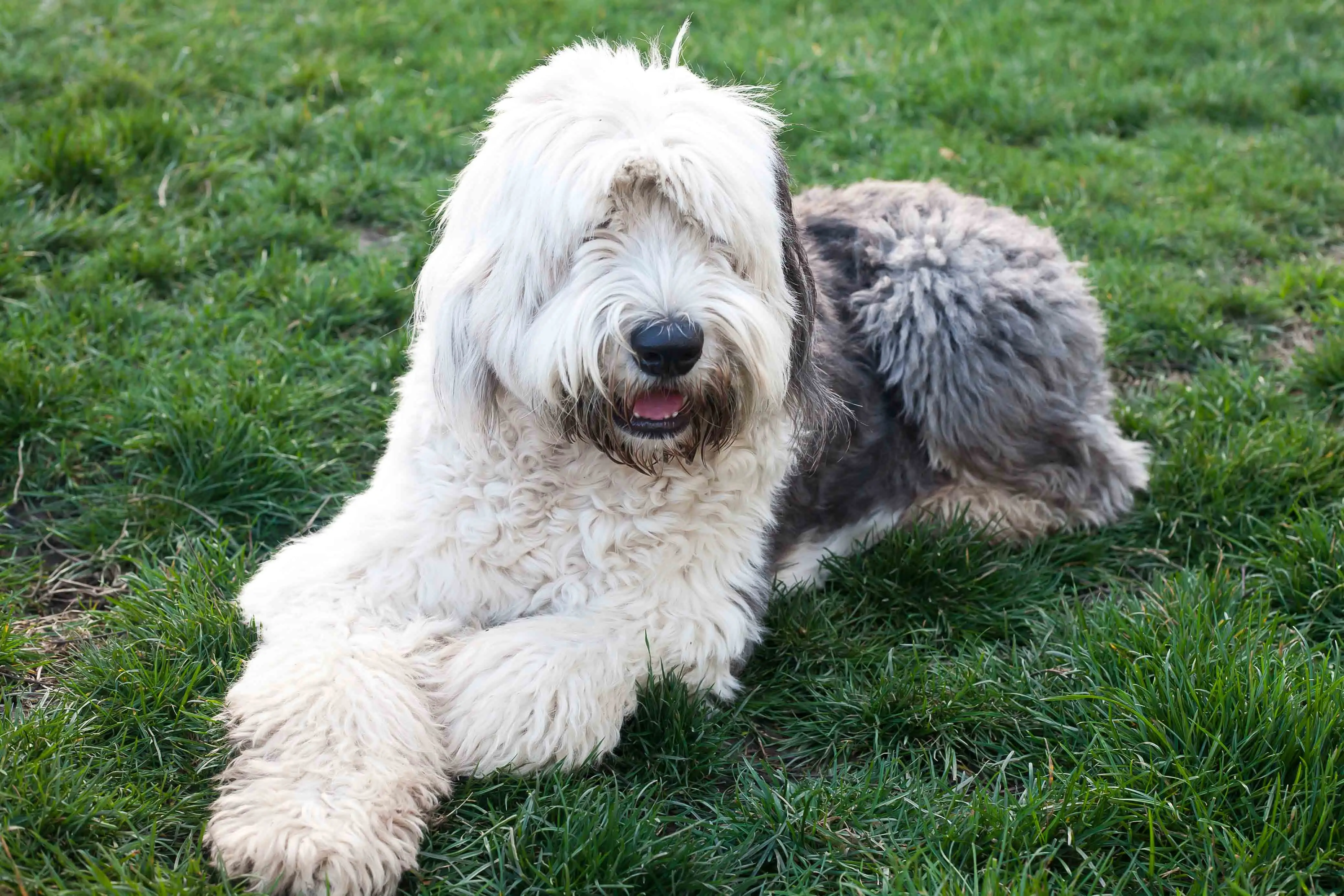 Old English Sheepdog