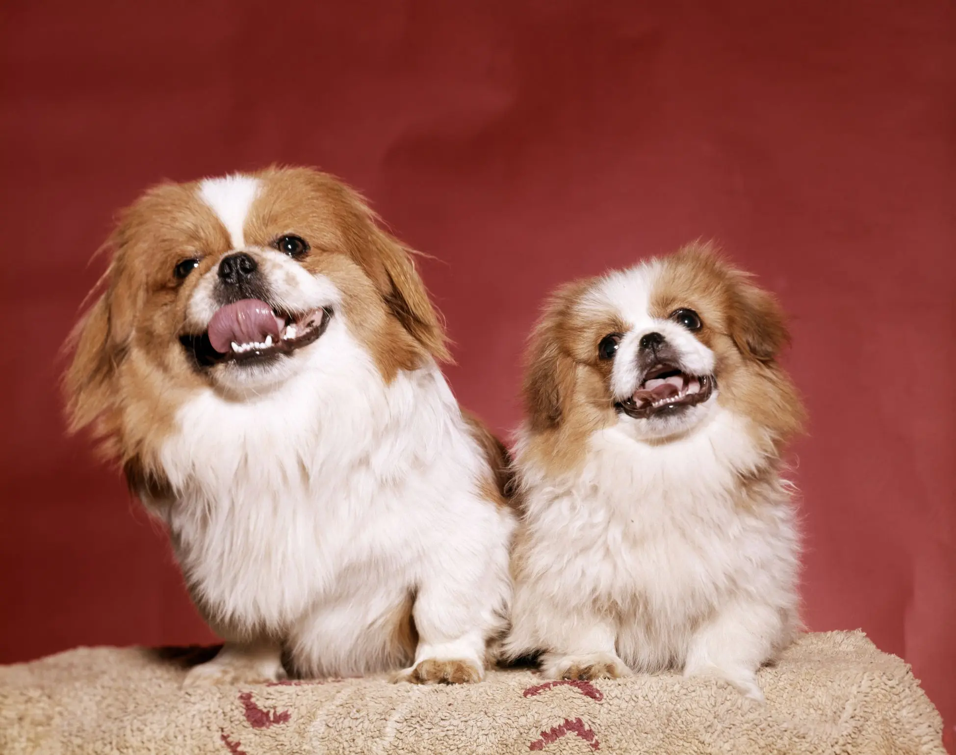 Pekinese