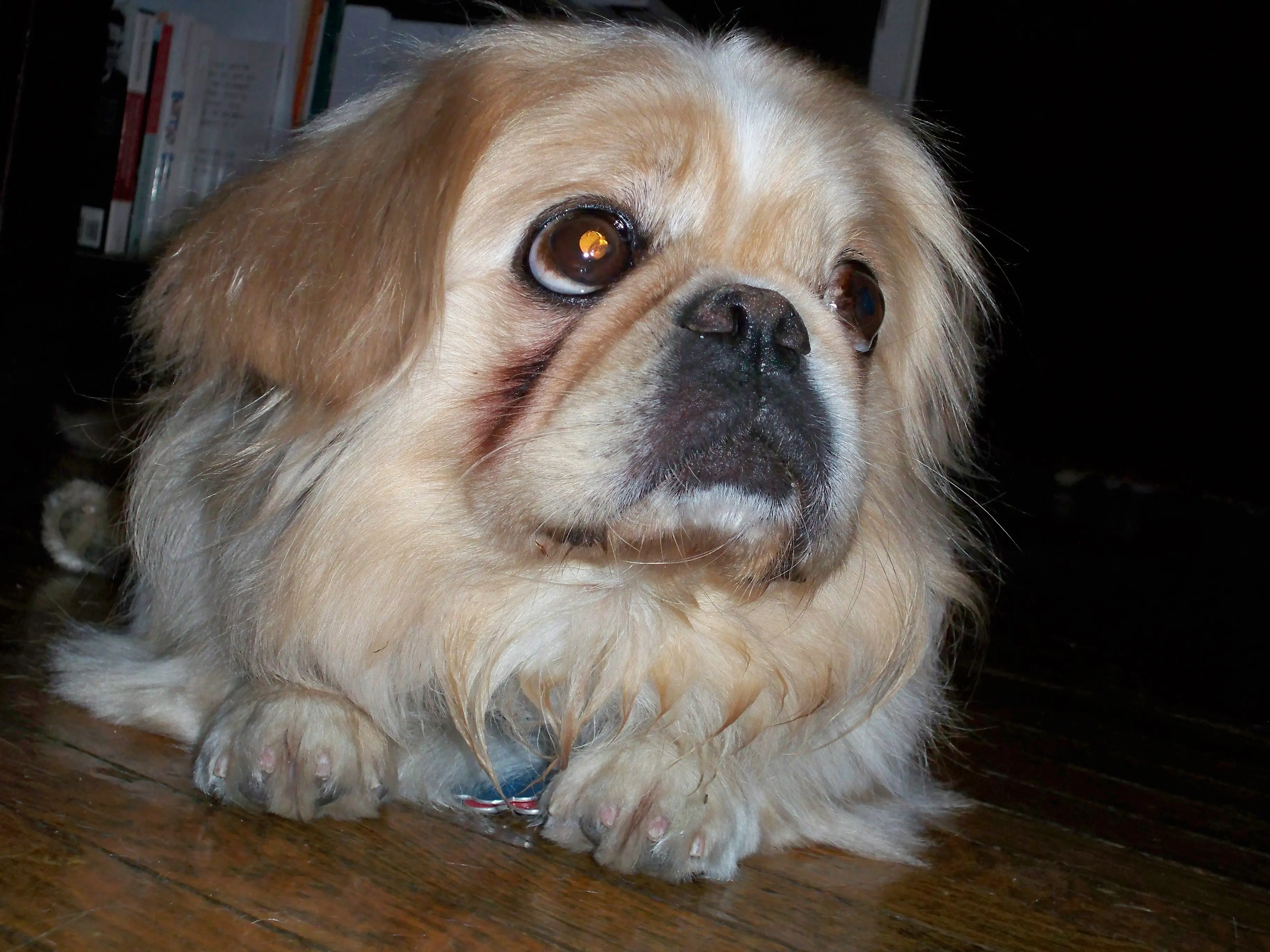 Pekingese