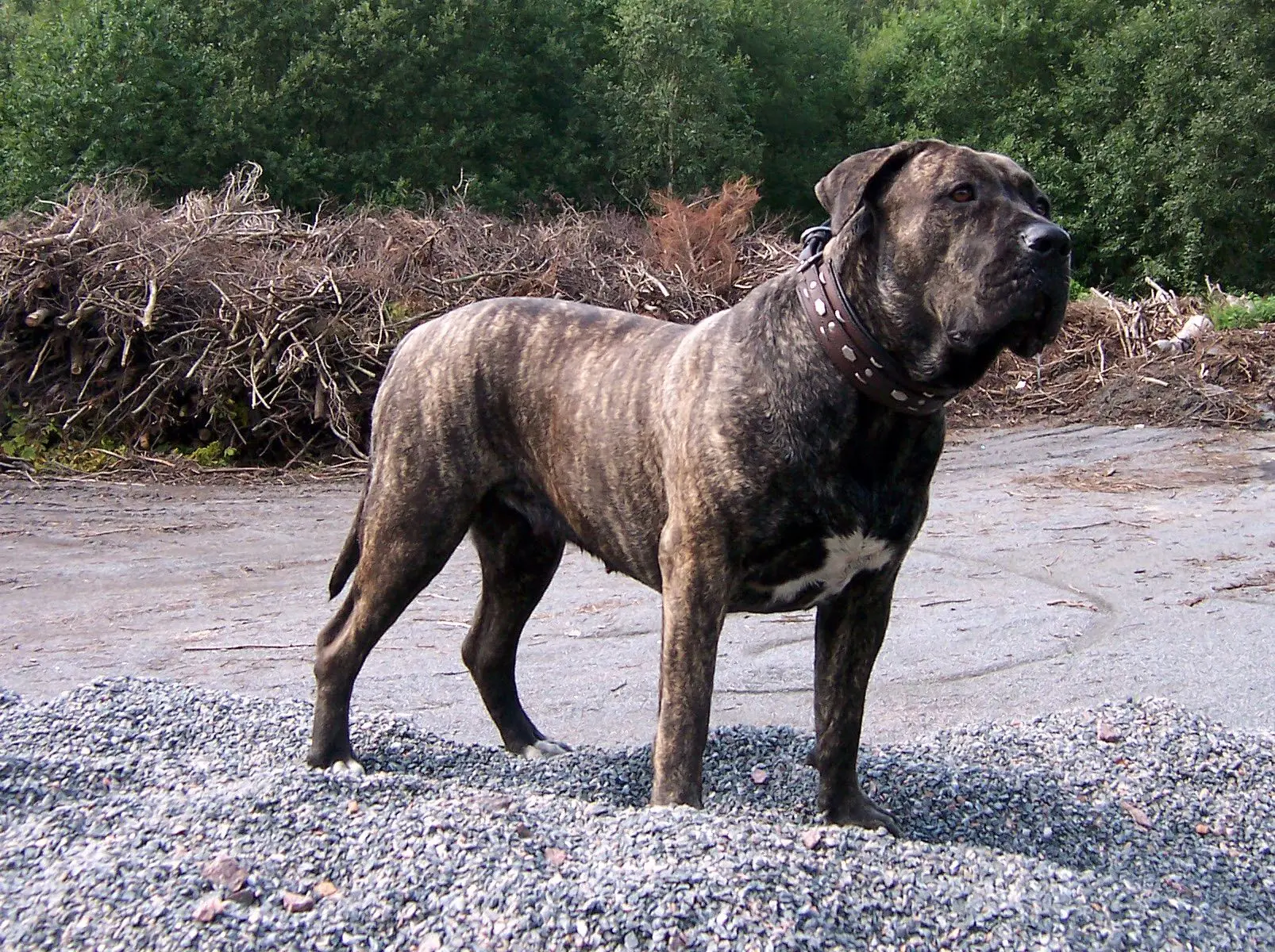 Perro de Presa Canario