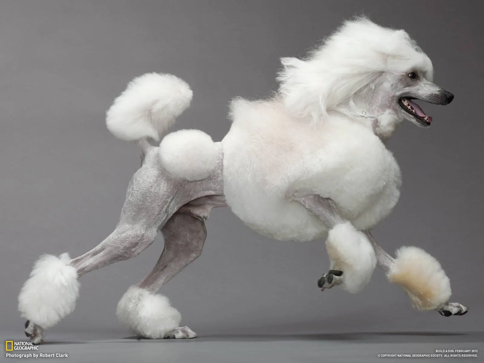 poodle grooming