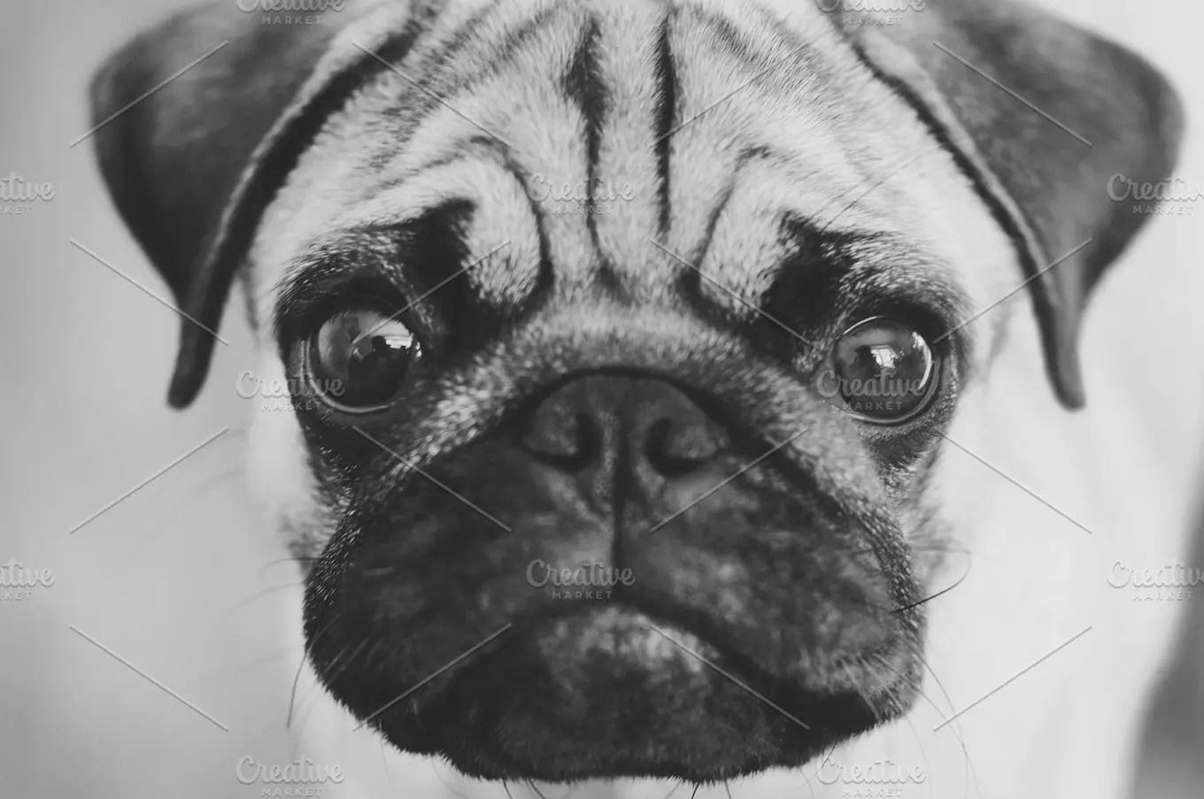 pug portrait
