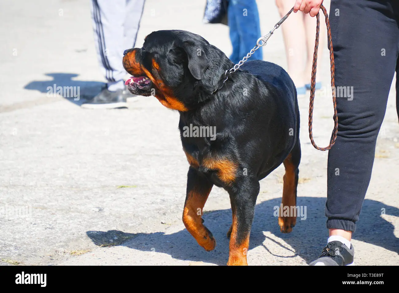 rottweiler with owner