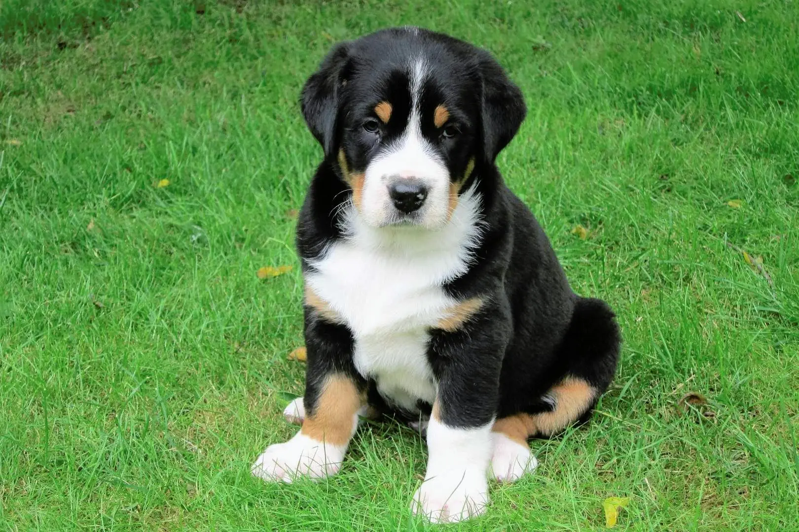 Schweizer Sennenhund