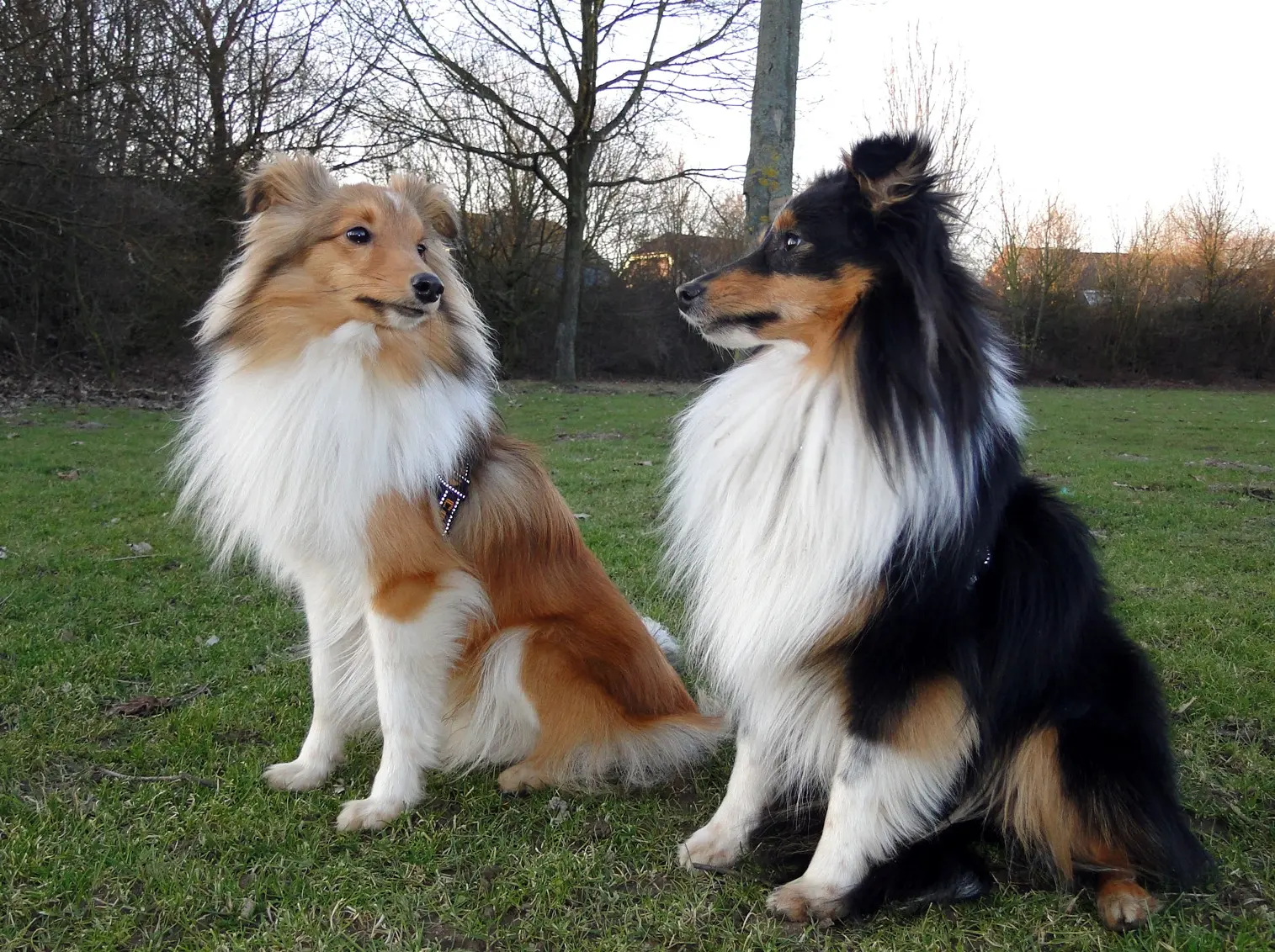 Shetland Sheepdog