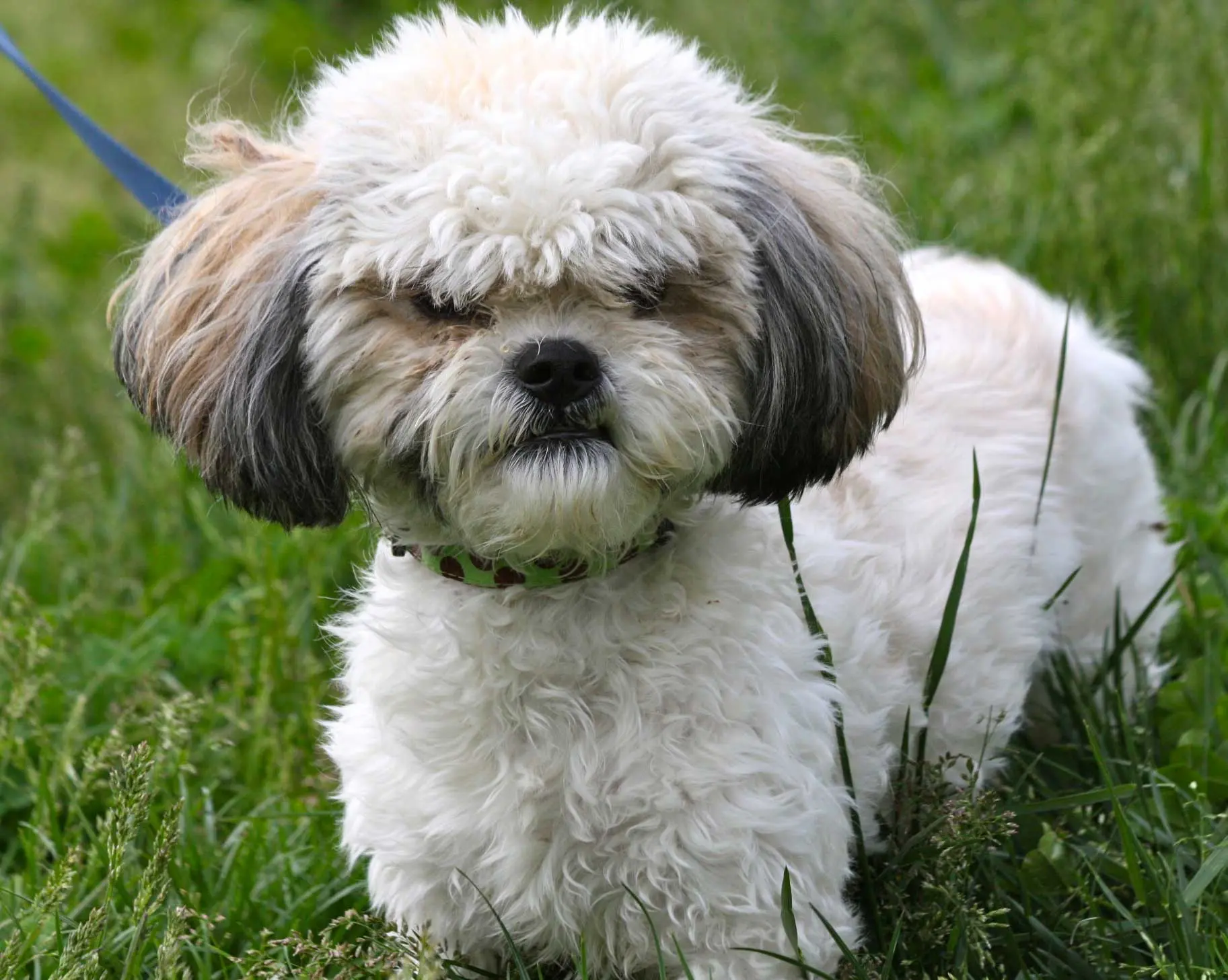 Shih Tzu