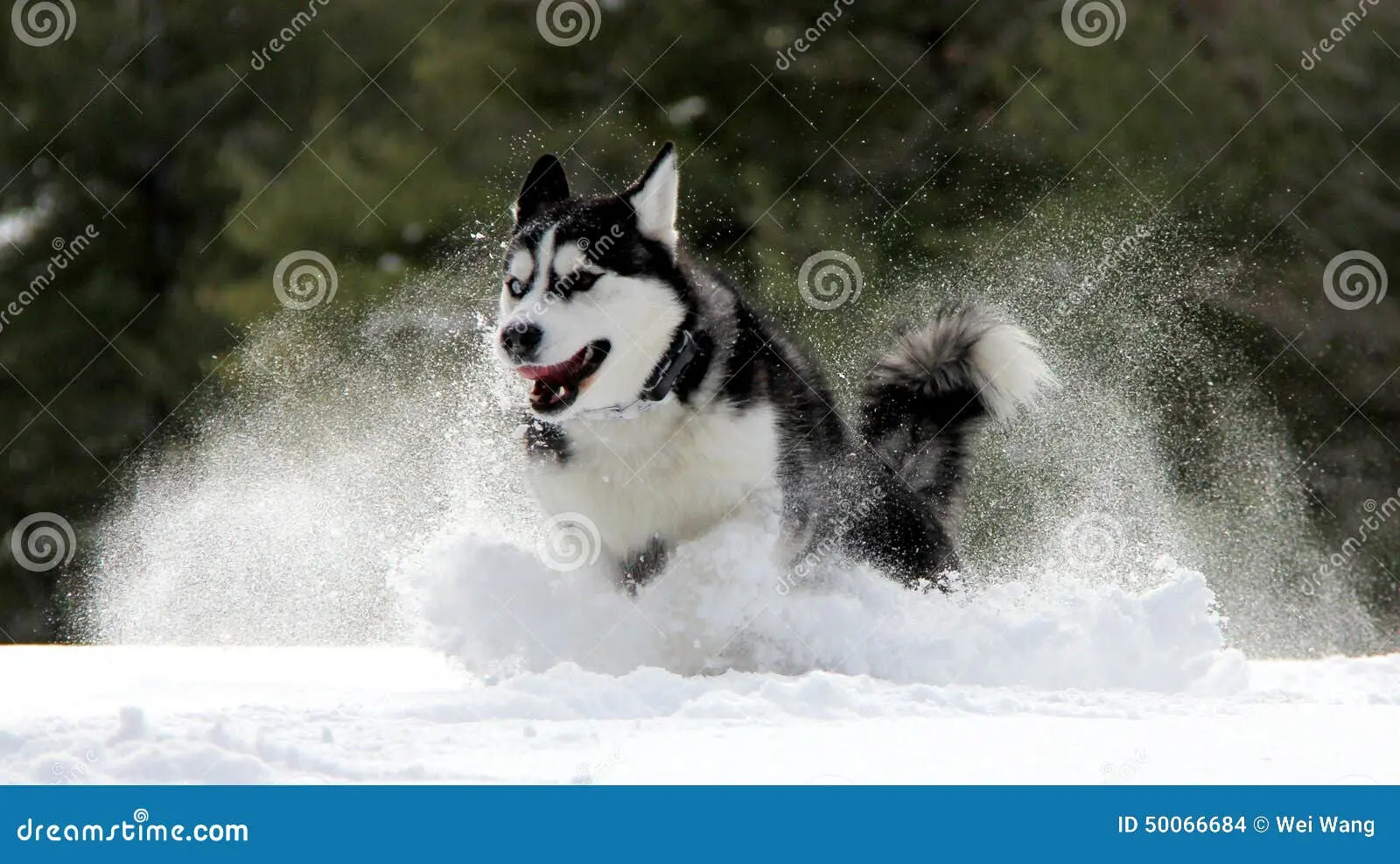 siberian husky running in snow
