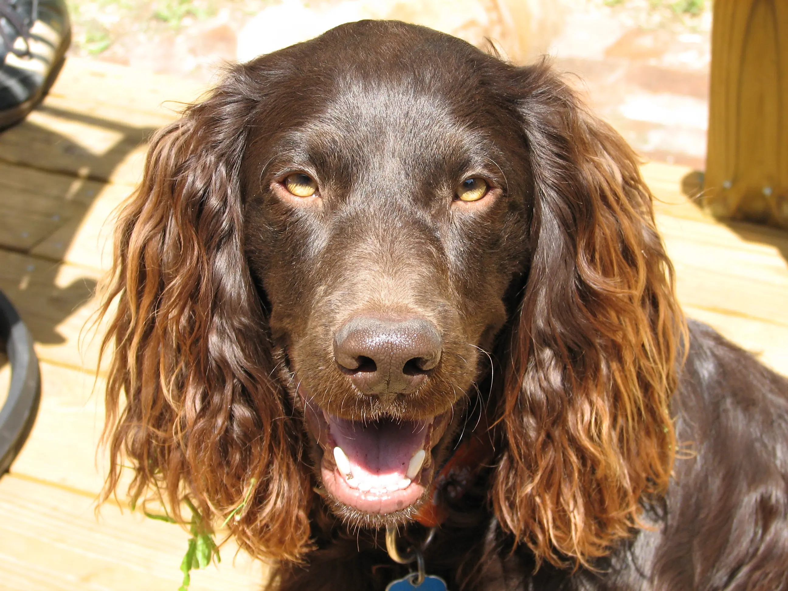 spaniel