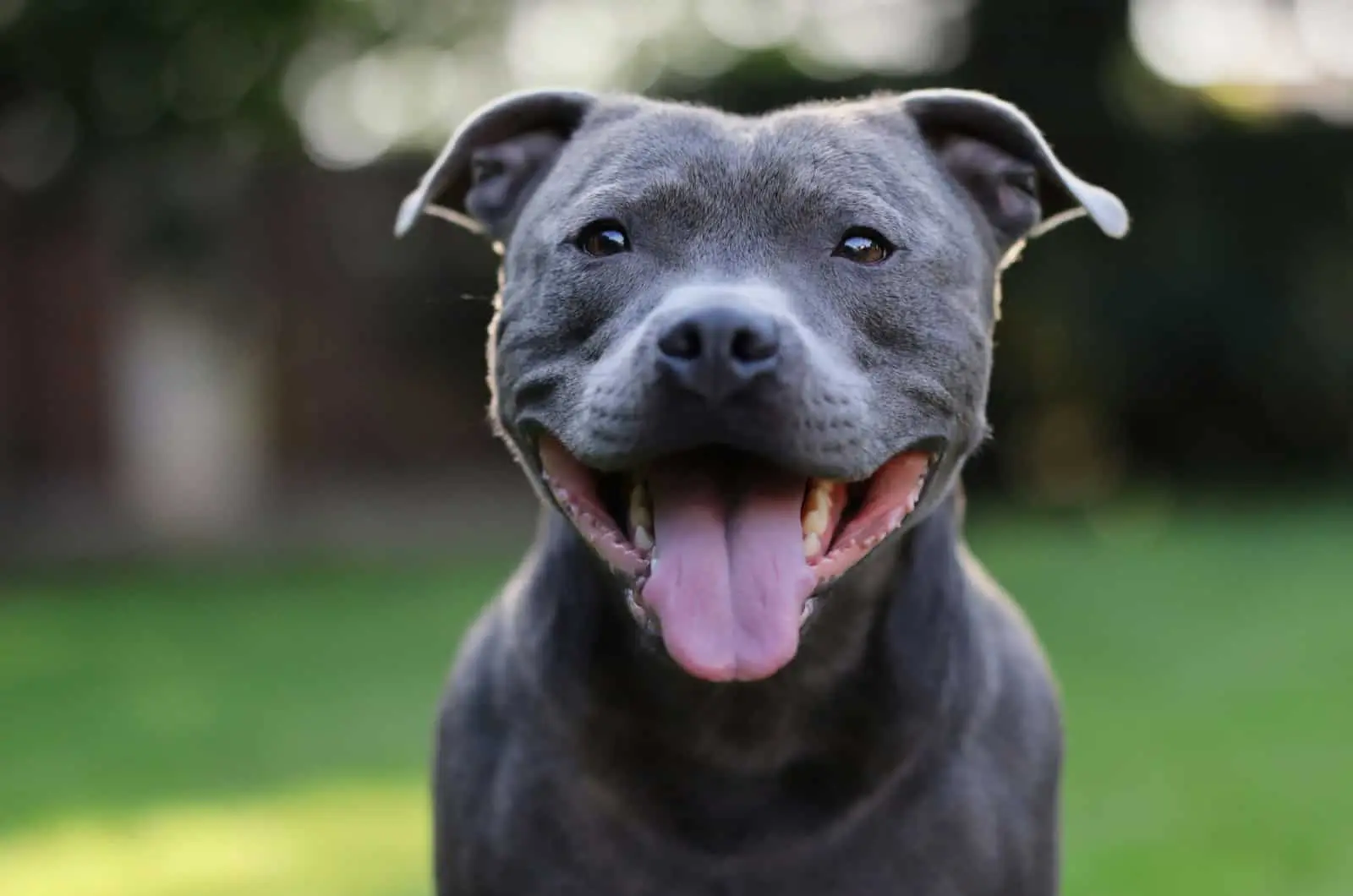 Staffordshire Bullterrier
