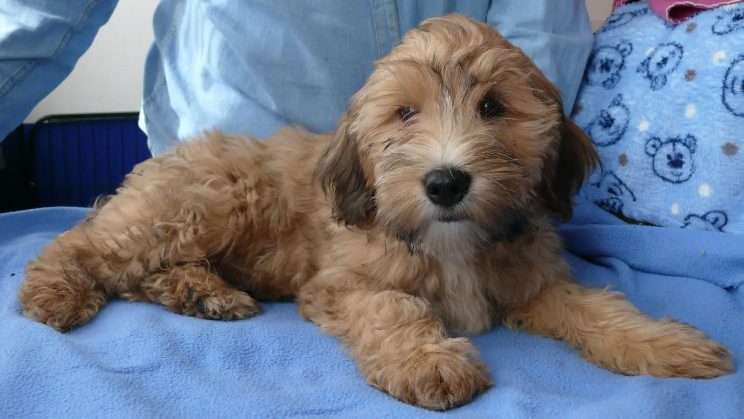 Tibet Terrier mit Familie