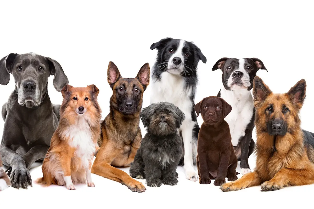 verschiedene Hunderassen