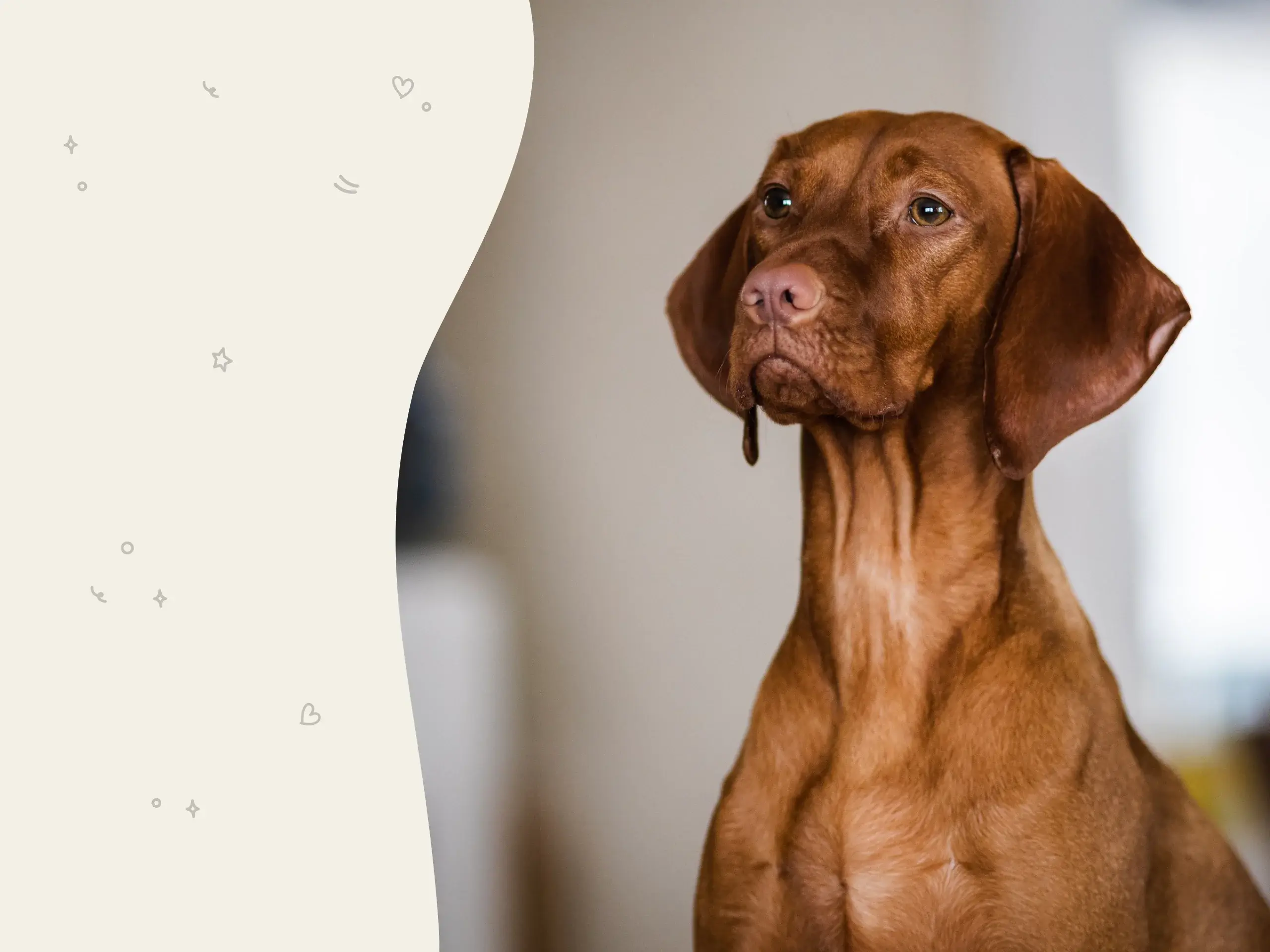 Vizsla