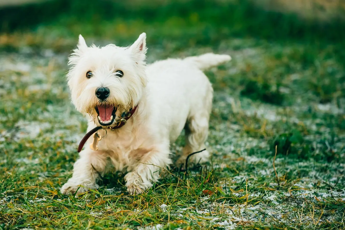 West Highland White Terrier Hund