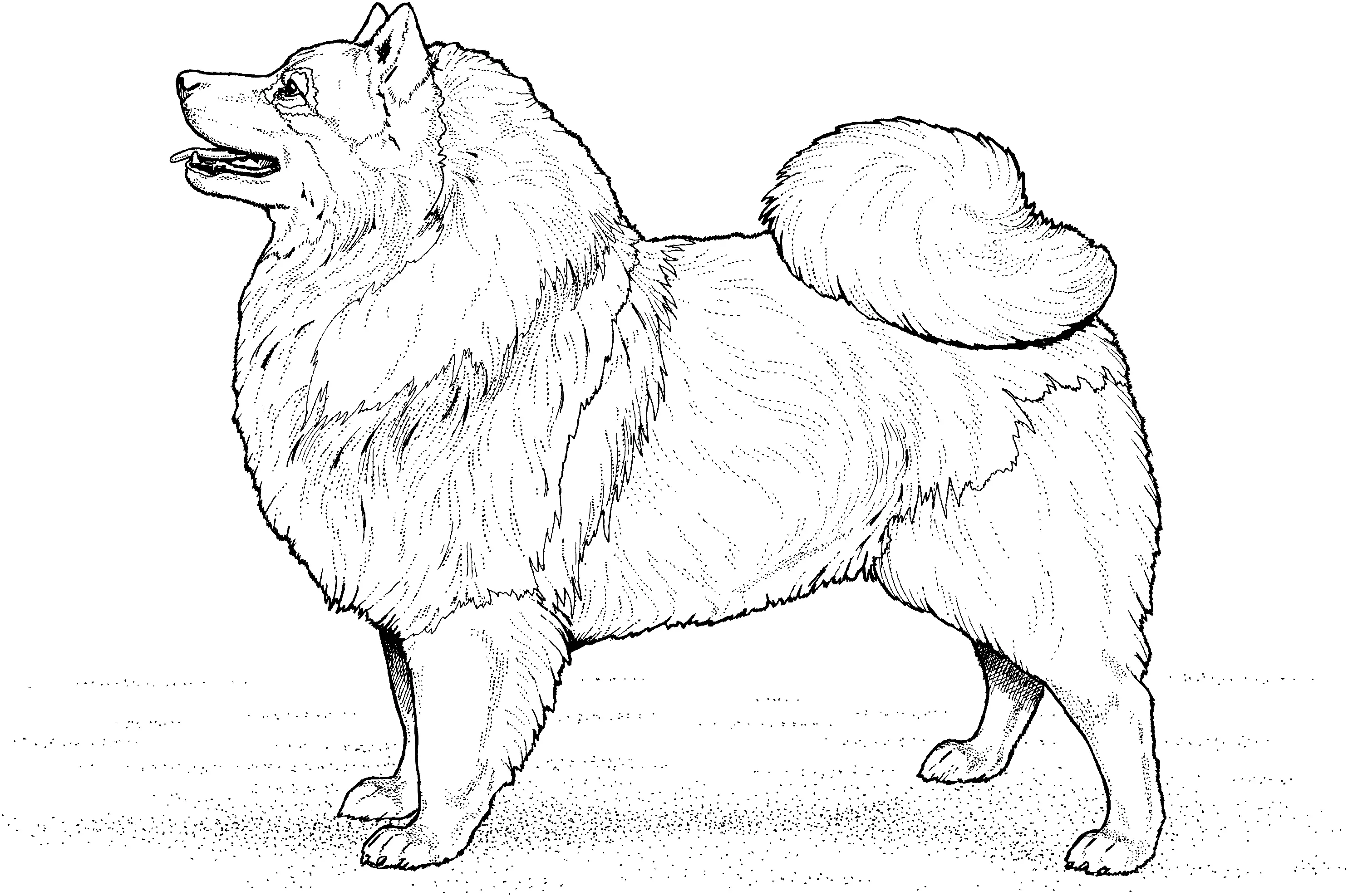 Wolfsspitz
