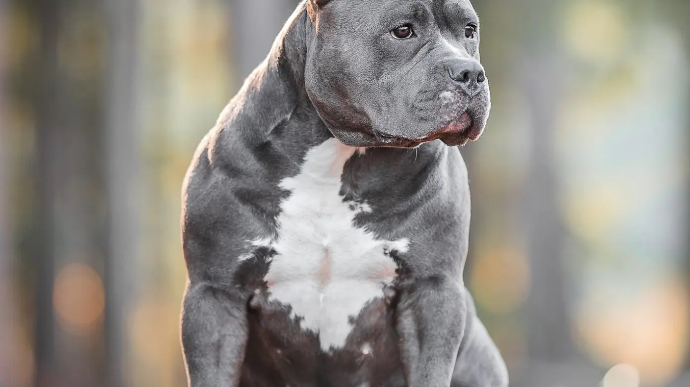 XL Bully Portrait