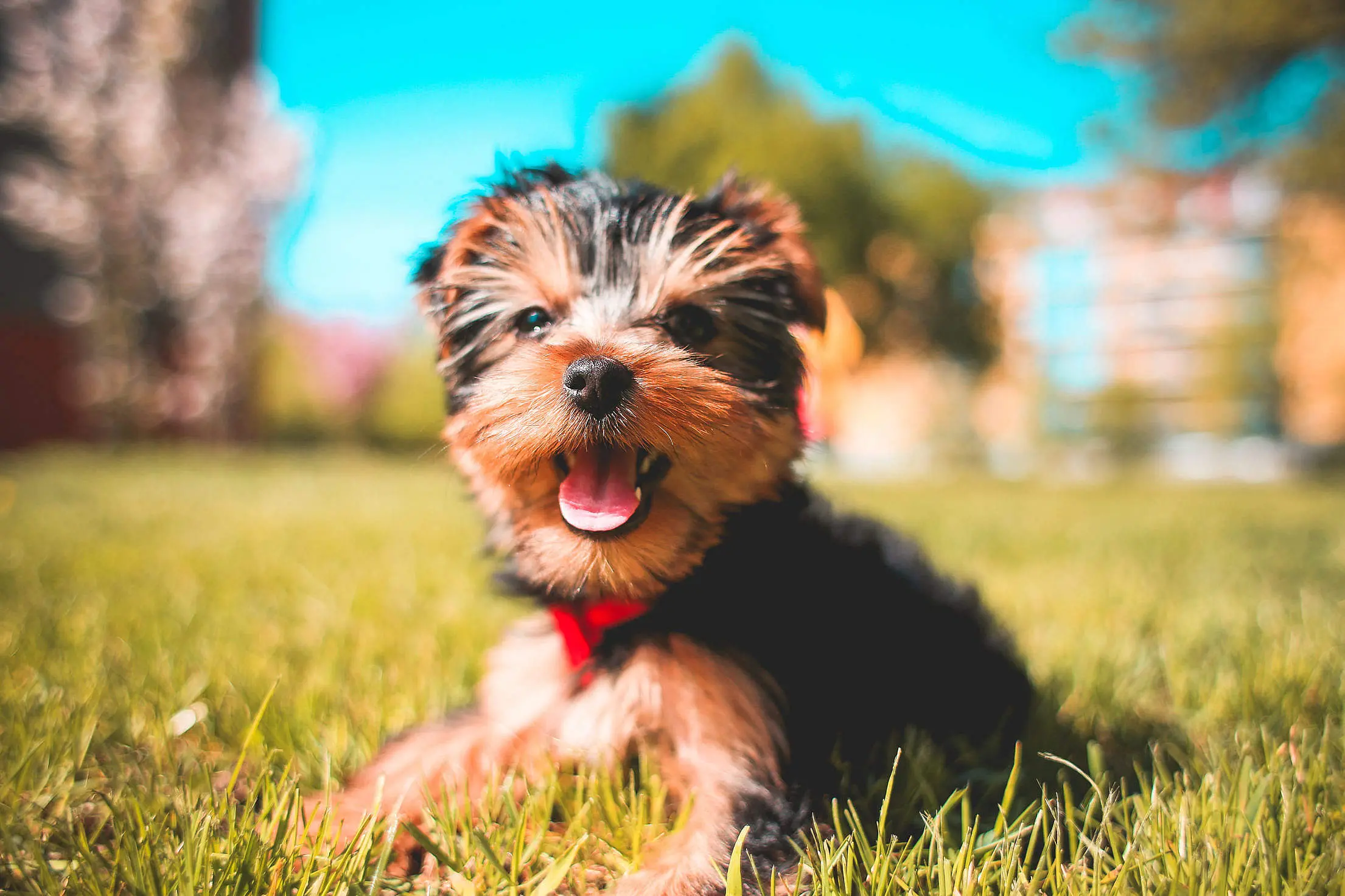 Yorkshire Terrier Welpe