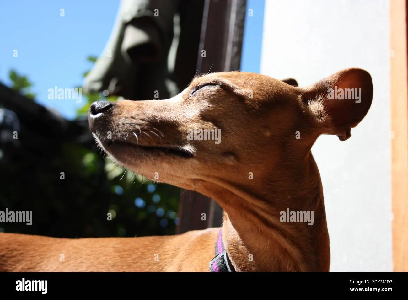 Zwerg Pinscher