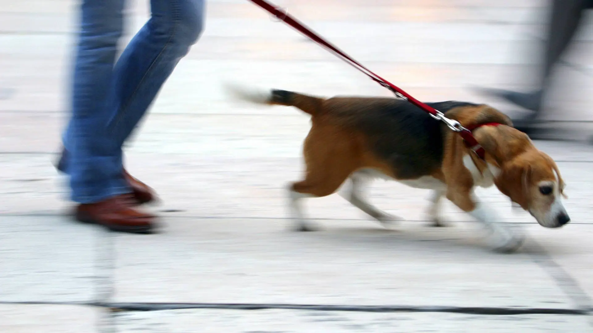Zwergspitz beim Gassi gehen