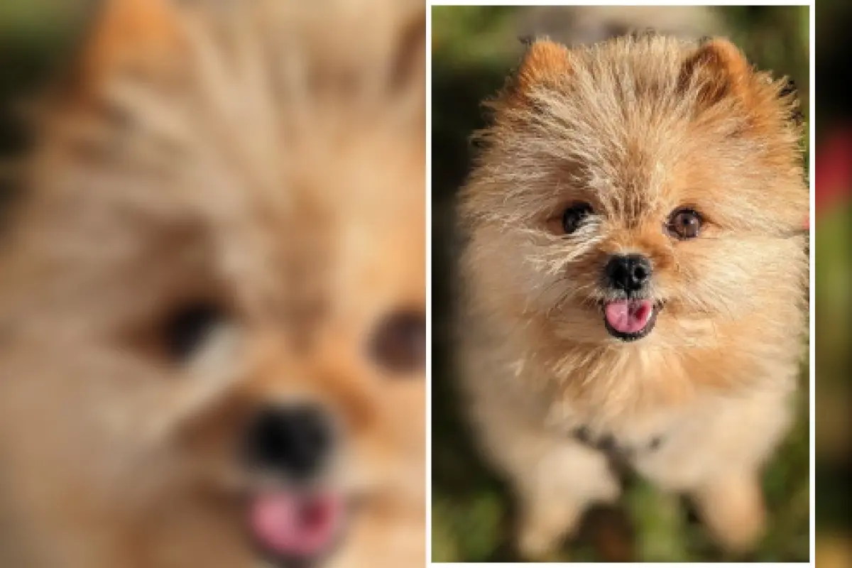 Zwergspitz im Schnee